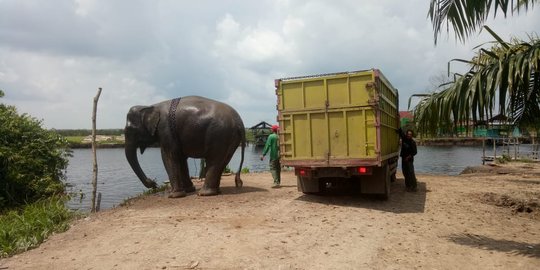 Habitat Diserobot Warga, 8 Gajah Sumatera di Lahat Dievakuasi