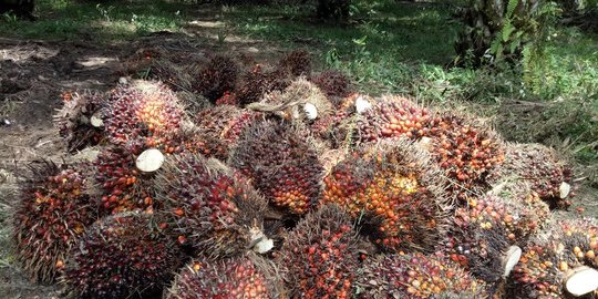 5 Sikap Tegas Pemerintah Lawan Kampanye Hitam Kelapa Sawit oleh Uni Eropa