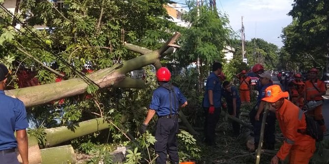 Pohon Tumbang Timpa Driver Ojek Online Di Jakpus 1951