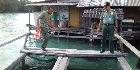 Misteri Kematian 45 Hiu di Penakaran Karimunjawa