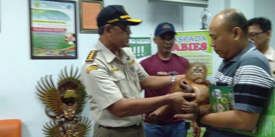 Sadis, Anak Orang Utan Dibius dalam Keranjang Kecil Untuk Diselundupkan Ke Rusia