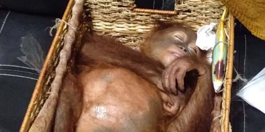 Malangnya Orangutan di Bali Diselundupkan dalam Kotak Rotan