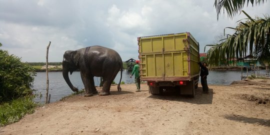 Kawanan Gajah Bermain di Dekat Lahan Pertanian, Warga Aceh Resah Tak Bisa ke Sawah