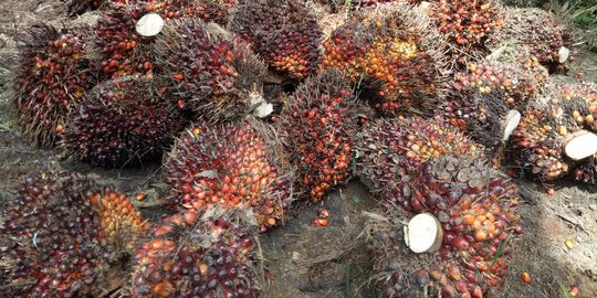 Petani Minta Pemerintah Mampu Dorong Harga Sawit Rp 1.500 per Kg