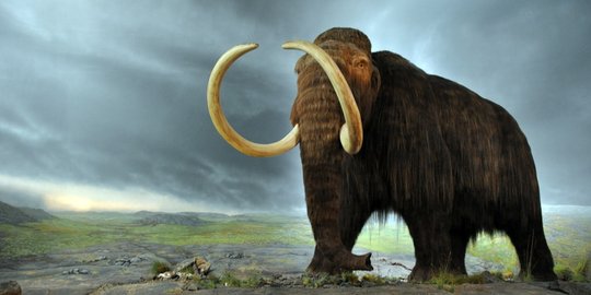 Ilmuwan Jepang Coba 'Bangkitkan' Mammoth Dari Kepunahan, Hampir Berhasil