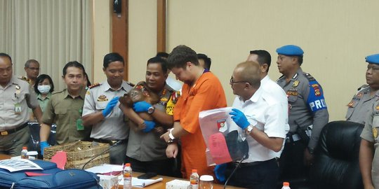 Selundupkan Bayi Orangutan, WNA Asal Rusia Ditangkap Petugas Bandara Ngurah Rai