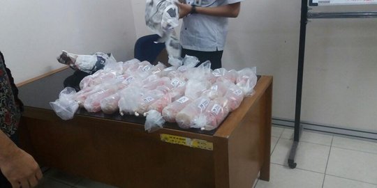 Selundupkan 19.800 Bibit Lobster, Tiga Pelaku di Bima Dibayar Rp 5 juta