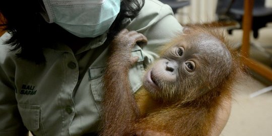 Kondisi Bayi Orangutan yang Diselamatkan Petugas dari Upaya Penyelundupan WN Rusia