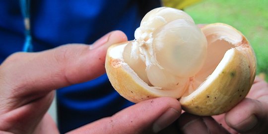 9 Manfaat Buah Duku Yang Baik Untuk Kesehatan Anda