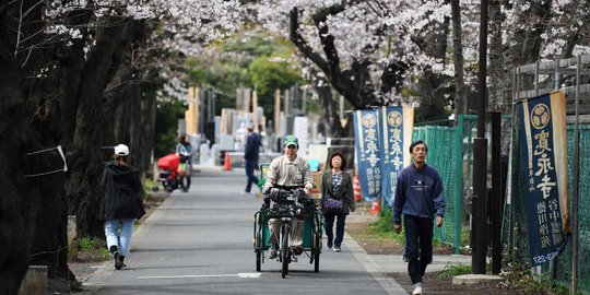 Sejuknya Jalan-jalan di Bawah Pohon Bunga Sakura