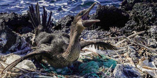 Kehidupan Satwa Langka Galapagos Terancam Sampah Plastik