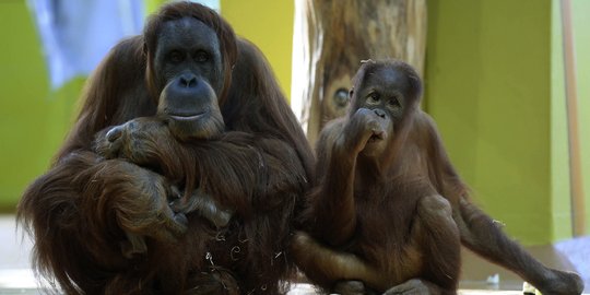 Orang Utan di Taman Safari Bogor Lepas Saat Pentas, Pengunjung Kocar-Kacir