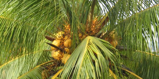 Kemenperin Kembangkan Industri Kelapa di Gorontalo