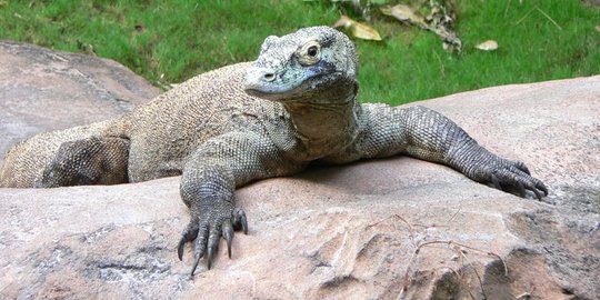 41 Bayi Komodo Diselundupkan, Pemprov NTT Kritik Pengawasan Pengelola Taman Nasional