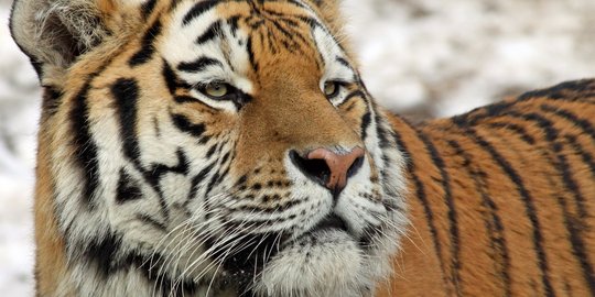 Harimau Berkeliaran di Mandailing Natal Bikin Warga Takut Berkebun