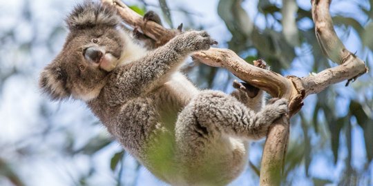 35+ Gambar hewan koala lucu new