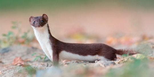 7 binatang imut yang ternyata mematikan