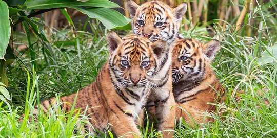 Lucunya Tiga Anak Harimau Sumatera yang Lahir di Australia