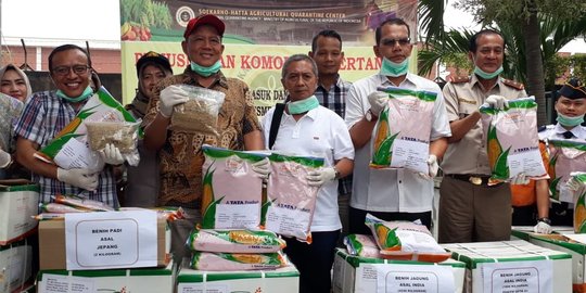 Mengandung Bakteri Berbahaya, Enam Ton Bibit Jagung Impor Asal India Dimusnahkan