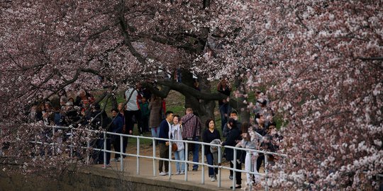 Kala Sakura Bermekaran di Amerika