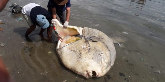 Ikan Purba Terdampar di Teluk Ambon, Diduga Mati Karena Gangguan Pencernaan