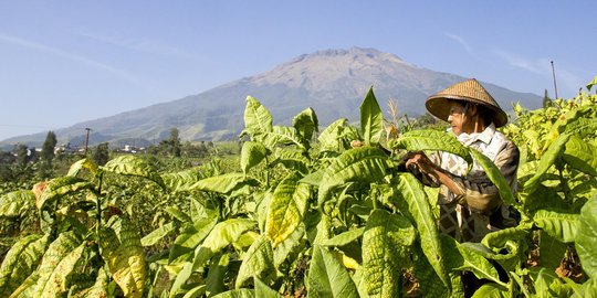 Kemenkeu Kaji Penggabungan Batas produksi SKM dan SPM