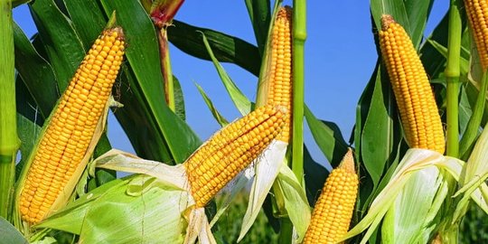 7 hal 'natural' dan fenomena alam yang sebenarnya buatan manusia