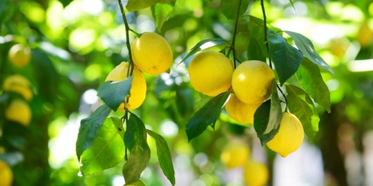7 hal 'natural' dan fenomena alam yang sebenarnya buatan manusia