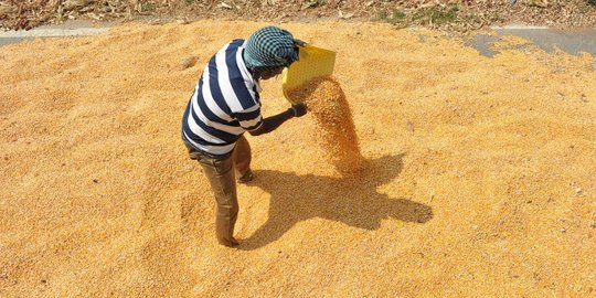 Bulog Diminta Serap 50 Persen Hasil Gabah Petani Indramayu