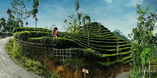 Pemerintah Dorong Pengembangan Riset Industri Perkebunan Nasional