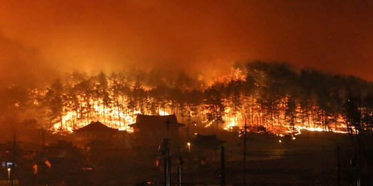 Ganasnya Kebakaran Hutan di Korea Selatan, 4.000 Warga Terpaksa Mengungsi