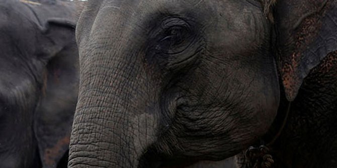 95 Koleksi Gambar Binatang Gajah Dan Jerapah Terbaik