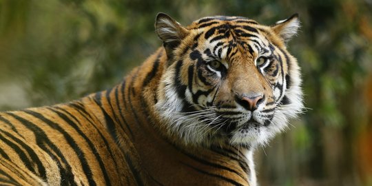  Harimau  Sumatera Terkam Kaki  Sapi Hingga Koyak merdeka com