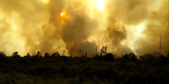 Kebakaran 8 Hektare Perkebunan Sawit di Aceh Sulit Dipadamkan