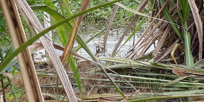 Dipancing Usus Ayam, Buaya Resahkan Petani di Samarinda Ditangkap