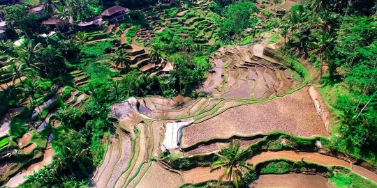 Angkat Sistem Subak di Bali, Kemendikbud Gelar Perayaan Hari Warisan Dunia 2019