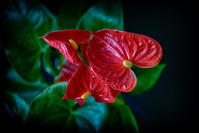 ilustrasi anthurium