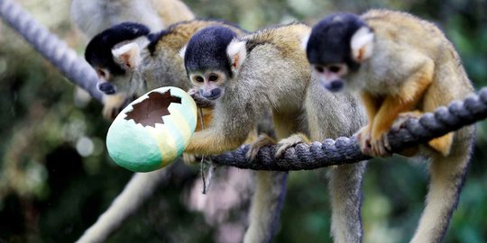 Tingkah Lucu Monyet Tupai Saat Dapat Telur Paskah di London Zoo