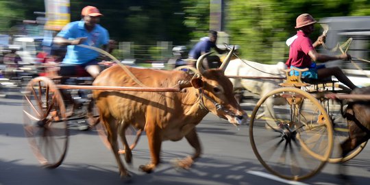 Serunya Balap Gerobak Sapi di Jalan Raya Sri Lanka