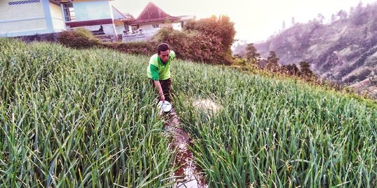 Setop Impor, Area Tanam Bawang Putih Bakal Diperluas Hingga 69.000 Hektare