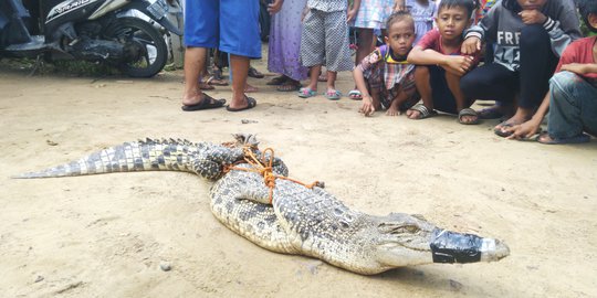 Dikira Mainan, Buaya di Pantai Timur Pangandaran Bikin Resah Warga