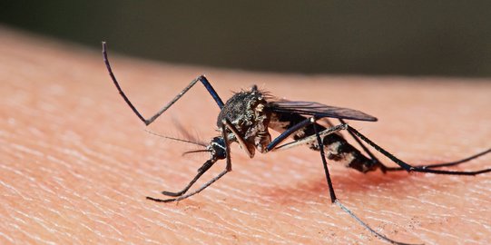 Jangan Keliru! Begini Cara Bedakan Demam Malaria, Chikungunya, dan DBD