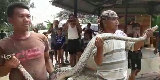 Ular Sanca 4 Meter Ditemukan di Tengah Banjir Bekasi