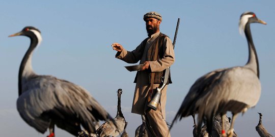 Intip Cara Warga Afghanistan Berburu Bangau
