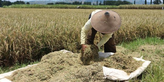 Dari Batas Negara, Kementan Lepas Ekspor Komoditas Pertanian asal NTT