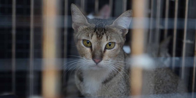 Australia Beri Imbalan Rp 109.000 Perangi 2 Juta Kucing Liar