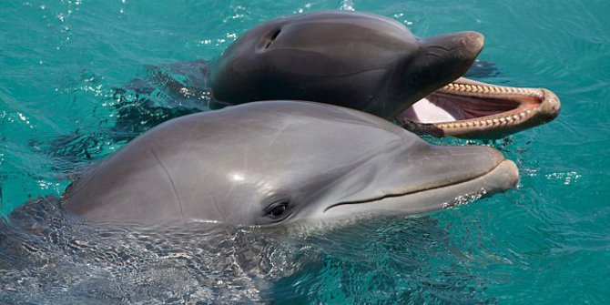 Lumba-Lumba Terdampar di Pesisir Raja Ampat, Terlihat Sempat Meneteskan Air Mata