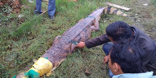 Buaya Muara Muncul di Pulau Kemaro Palembang, Wisatawan Diminta Waspada