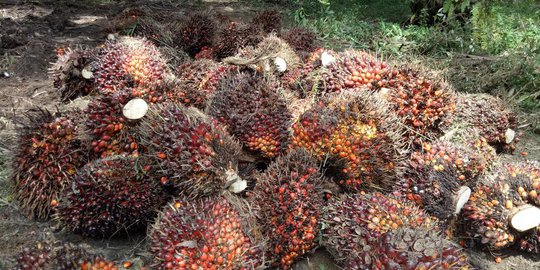 Eropa Panik sebab RI Bisa Ubah Sawit Jadi Bahan Bakar Berkualitas