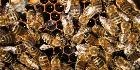 Disengat Lebah, 5 Bocah SD di Kediri Masuk Rumah Sakit 